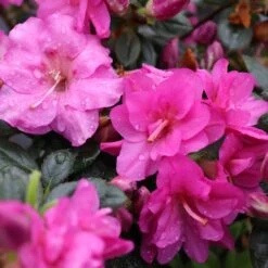 Perfecto Mundo® Double Purple Reblooming Azalea -Green Haven Shop perfecto mundo double purple azalea 5