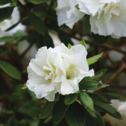 Perfecto Mundo® Double White Reblooming Azalea -Green Haven Shop perfecto mundo double white reblooming azalea 3