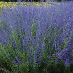 Bee Dazzled Pollinator Collection 10 Bee Dazzled Pollinator Collection -Green Haven Shop perovskia atriplicifolia russian sage 6 9c591904 4b0a 4209 b27b fec3d8c21915