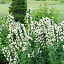 Illuminati Tower® Mock Orange -Green Haven Shop philadelphus illuminati tower 5
