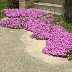 'Drummond's Pink' Creeping Phlox -Green Haven Shop phlox subulata drummonds pink creeping phlox 3 sw