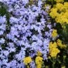 'Emerald Blue' Creeping Phlox -Green Haven Shop phlox subulata emerald blue 1 sw
