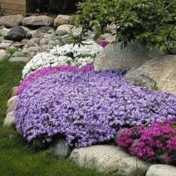 'Emerald Blue' Creeping Phlox -Green Haven Shop phlox subulata emerald blue 3 sw