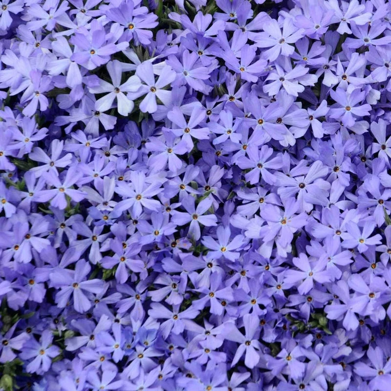 'Violet Pinwheels' Creeping Phlox 4 'Violet Pinwheels' Creeping Phlox - Image 2