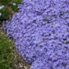 'Violet Pinwheels' Creeping Phlox -Green Haven Shop phlox violet pinwheels creeping phlox 2 800x800 dda5ad5