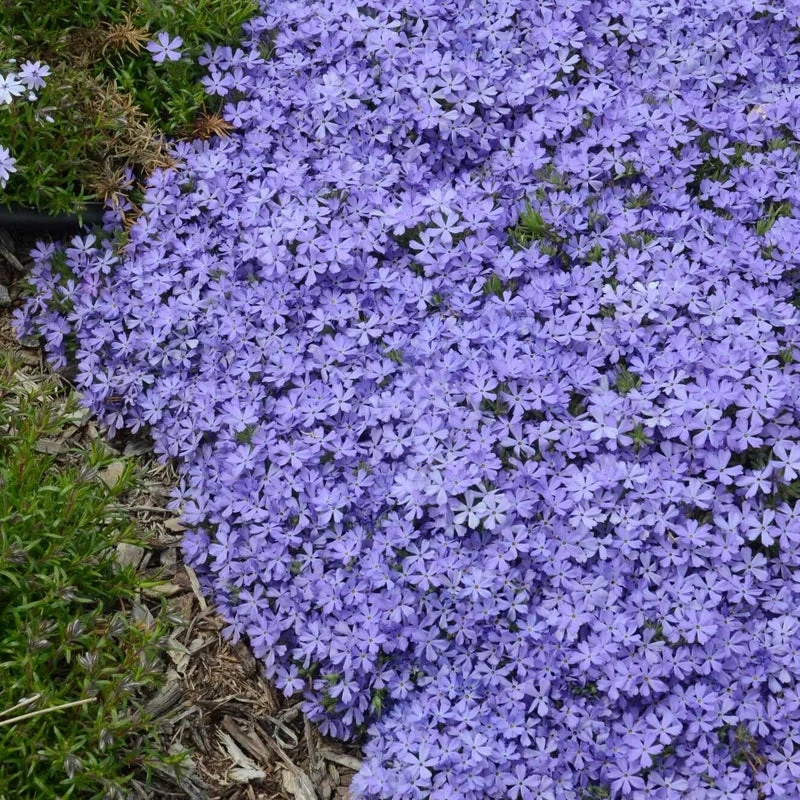'Violet Pinwheels' Creeping Phlox 3 'Violet Pinwheels' Creeping Phlox