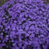 Mountainside™ 'Crater Lake' Phlox -Green Haven Shop phlox crater lake cjw18