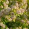 Tiny Wine® Gold Ninebark -Green Haven Shop physocarpus tiny wine gold 1