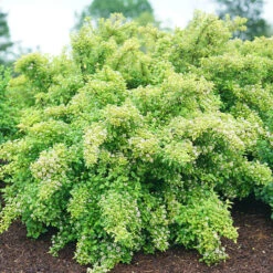 Tiny Wine® Gold Ninebark -Green Haven Shop physocarpus tiny wine gold 3