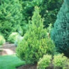Pinpoint® Gold False Cypress -Green Haven Shop pinpoint gold false cypress 3