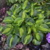 'Pocketful Of Sunshine' Hosta -Green Haven Shop pocket full of sunshine hosta