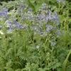'Heavenly Habit' Jacob's Ladder -Green Haven Shop polemonium heavenly habit 1 sw