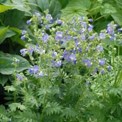 'Heavenly Habit' Jacob's Ladder -Green Haven Shop polemonium heavenly habit 2 sw