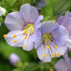 'Heavenly Habit' Jacob's Ladder -Green Haven Shop polemonium heavenly habit 3 sw