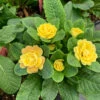 Belarina® Buttercup Primrose 2 Belarina® Buttercup Primrose -Green Haven Shop primula belarina buttercup 2 P 51d28935 cdbe 4b2d 962c 5740bc8b8233