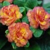 Belarina® 'Nectarine' Primrose -Green Haven Shop primula belarina nectarine 1 P 0ca89f20 3323 4467 bec1 bf212aaaae55 sw