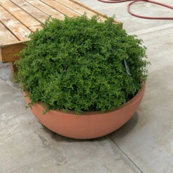 Juke Box® Pyracomeles -Green Haven Shop pyracomeles juke box 3