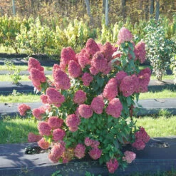 Quick Fire Fab® Panicle Hydrangea -Green Haven Shop quick fire fab panicle hydrangea 1