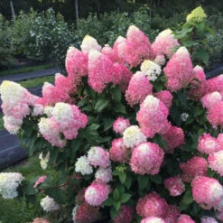 Quick Fire Fab® Panicle Hydrangea -Green Haven Shop quick fire fab panicle hydrangea 2