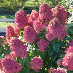 Quick Fire Fab® Panicle Hydrangea -Green Haven Shop quick fire fab panicle hydrangea 3