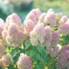 Quick Fire Fab® Panicle Hydrangea -Green Haven Shop quick fire fab panicle hydrangea 4