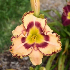 Rainbow Rhythm® 'King Of The Ages' Daylily -Green Haven Shop rainbow rhythm king of the ages daylily 2