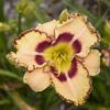 Rainbow Rhythm® 'King Of The Ages' Daylily 2 Rainbow Rhythm® 'King Of The Ages' Daylily -Green Haven Shop rainbow rhythm king of the ages daylily 3