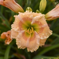 Rainbow Rhythm® 'Orange Smoothie' Daylily -Green Haven Shop rainbow rhythm orange smoothie daylily 2
