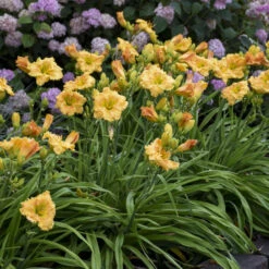 Rainbow Rhythm® 'Orange Smoothie' Daylily -Green Haven Shop rainbow rhythm orange smoothie daylily 3