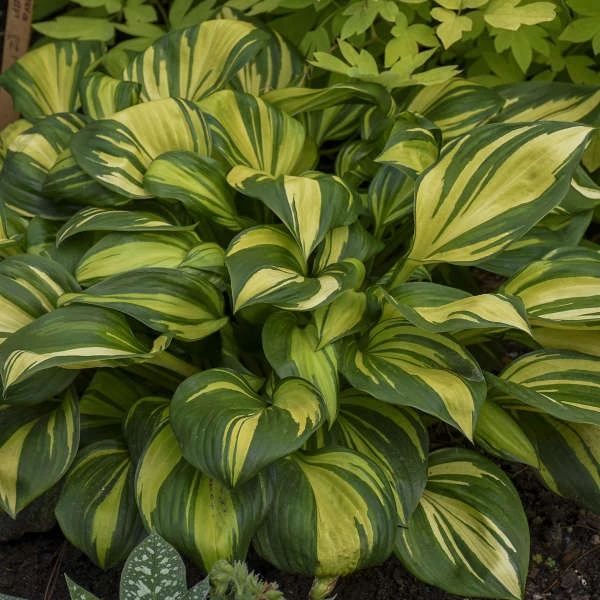 'Rainbow's End' Hosta 3 'Rainbow's End' Hosta