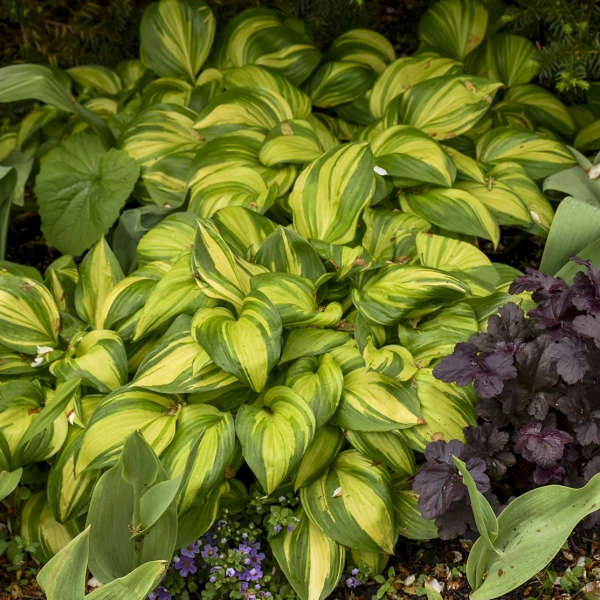 'Rainbow's End' Hosta 4 'Rainbow's End' Hosta - Image 2