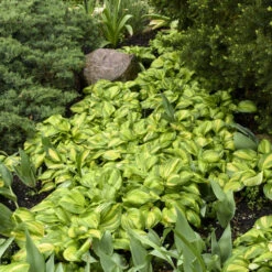 'Rainbow's End' Hosta 9 'Rainbow's End' Hosta -Green Haven Shop rainbows end hosta 3