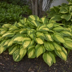 'Rainbow's End' Hosta 10 'Rainbow's End' Hosta -Green Haven Shop rainbows end hosta 4