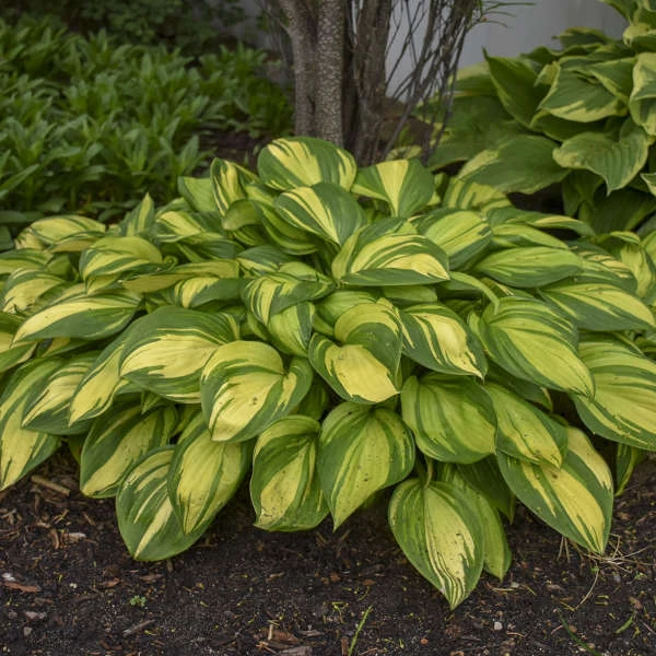 'Rainbow's End' Hosta 6 'Rainbow's End' Hosta - Image 4
