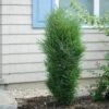 Fine Line® Improved Rhamnus -Green Haven Shop rhamnus fine line improved 1 sw
