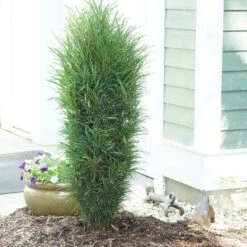 Fine Line® Improved Rhamnus -Green Haven Shop rhamnus fine line improved 3 sw