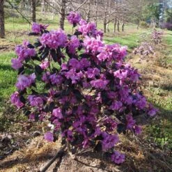 Black Hat® Rhododendron -Green Haven Shop rhododendron black hat 1 cb6fd0bf 61f4 4683 bf52 5f71b24819e0 sw