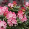 Dandy Man Color Wheel® Rhododendron 2 Dandy Man Color Wheel® Rhododendron -Green Haven Shop rhododendron dandy man color wheel 2 sw