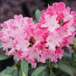 Dandy Man Color Wheel® Rhododendron 7 Dandy Man Color Wheel® Rhododendron -Green Haven Shop rhododendron dandy man color wheel 3 sw