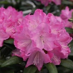 Dandy Man® Pink Rhododendron -Green Haven Shop rhododendron dandy man pink 1 sw