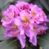 Dandy Man® Purple Rhododendron -Green Haven Shop rhododendron dandy man purple 1 sw