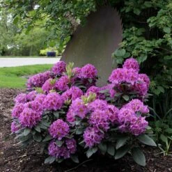 Dandy Man® Purple Rhododendron -Green Haven Shop rhododendron dandy man purple 2 sw