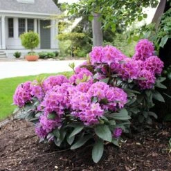 Dandy Man® Purple Rhododendron -Green Haven Shop rhododendron dandy man purple 3 sw
