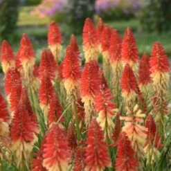 Pyromania™ 'Rockets Red Glare' Red Hot Poker -Green Haven Shop rockets red glare red hot poker 2