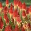 Pyromania™ 'Rockets Red Glare' Red Hot Poker -Green Haven Shop rockets red glare red hot poker 3