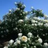 Cloud 10™ Climbing Rose 1 Cloud 10™ Climbing Rose -Green Haven Shop rosa cloud 10 1 P sw