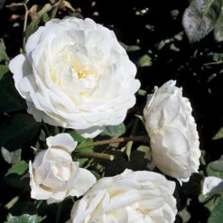 Cloud 10™ Climbing Rose 7 Cloud 10™ Climbing Rose -Green Haven Shop rosa cloud 10 3 P sw