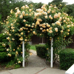 Climbing Rose Collection -Green Haven Shop rosa garden sun 1