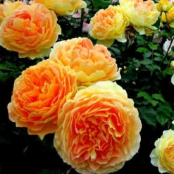 Climbing Rose Collection -Green Haven Shop rosa garden sun 2
