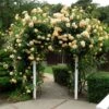 Garden Sun™ Climbing Rose 2 Garden Sun™ Climbing Rose -Green Haven Shop rosa garden sun 2 P sw